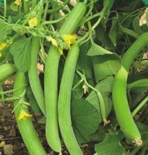 150 ind 3 premium 100 germinatii.jpg