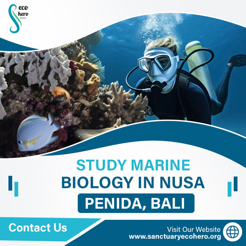 Study Marine Biology in Nusa Penida, Bali.jpg