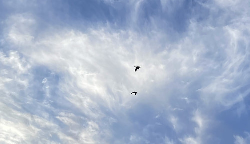 Birds In The Sky.jpg