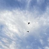 Birds In The Sky