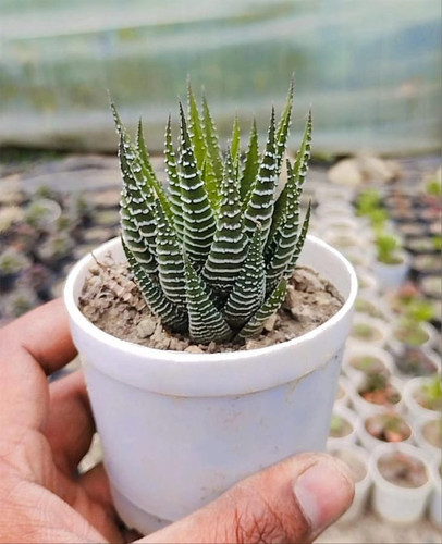 Haworthia Attenuata 22Zebra Hawo.jpg