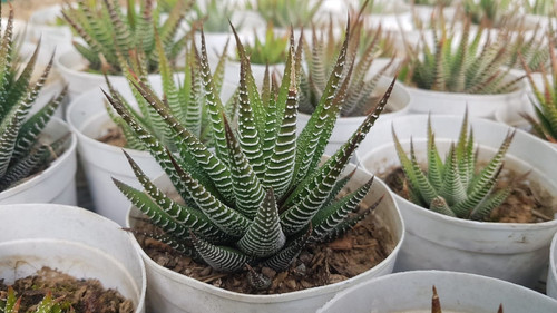 haworthia zebra plant (1).jpg