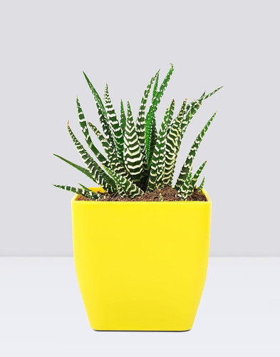 phulwa plants live haworthia att.jpg