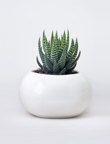 succulent haworthia 1 pots plant.jpg