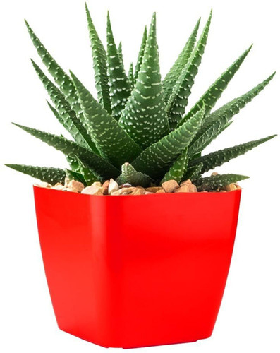 no perennial yes zebra haworthia.jpg