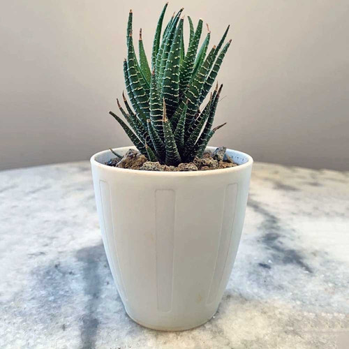 haworthia zebra plant.jpg
