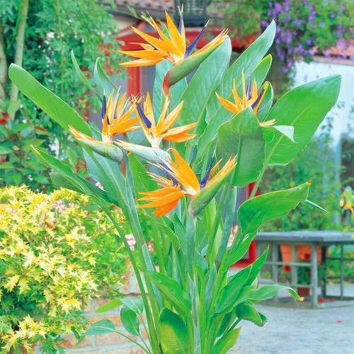 bird of paradise plant.jpg