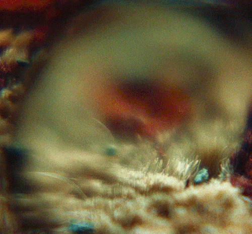 tumblr 31d3b585b472c4e26ef94f5da1ec1573 b51d9c04 540.gif