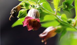 Deadly Nightshade