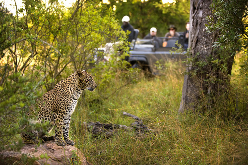 Timbavati tours packages.jpg