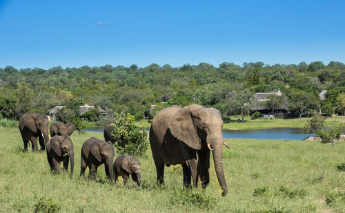 Sabi sands.jpg