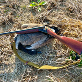 Colorado Guided Goose Hunt - Birds and Bucks Outdoors