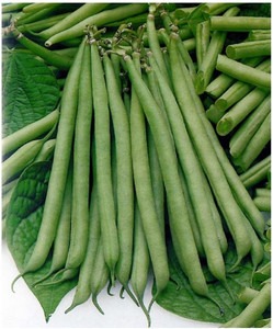 100 french bean seeds qualtivate.jpg