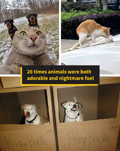 blessed and cursed animal photos blursedimages.jpg