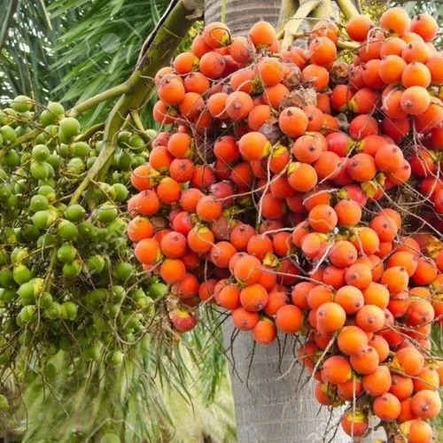 supariplantfruit 500x500.jpg