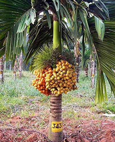 perennial yes yes betel nut supa.jpg