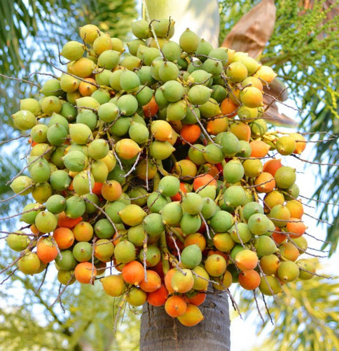 betel palm fruit or betel nut on.jpg