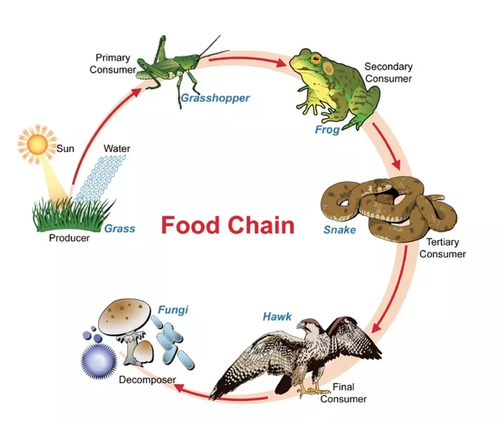 food chain.png