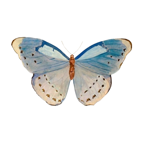 a9d9dc3988c0f1d4cfff2ea69bd0eed3 removebg preview.png