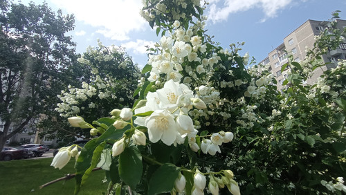 IMG 20250614 142231.jpg