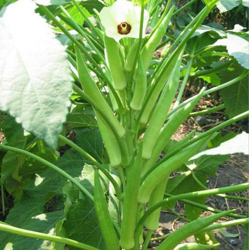 950 okra seeds ladyfinger bhindi.jpg