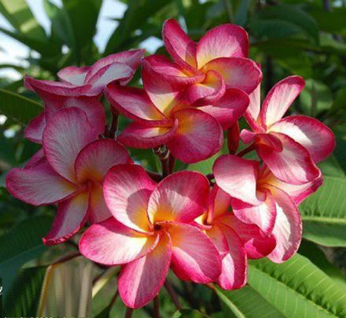 no perennial yes plumeria flower.jpg