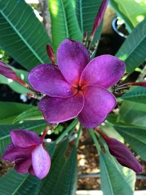 yes perennial yes frangipani plu.jpg