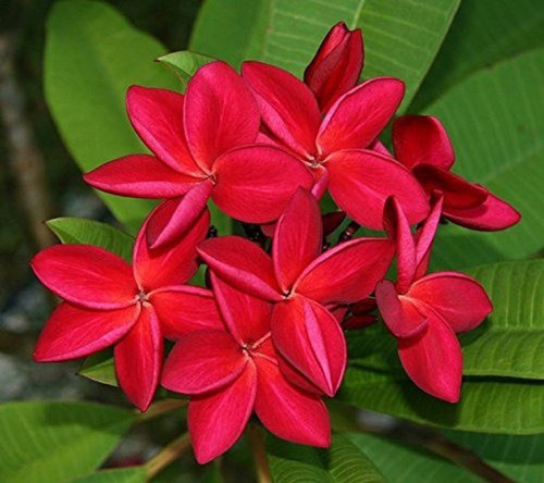 perennial no yes live red champa.jpg