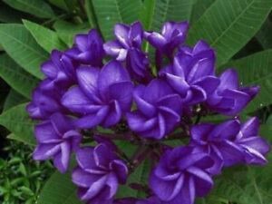 no perennial yes plumeria hybrid.jpg