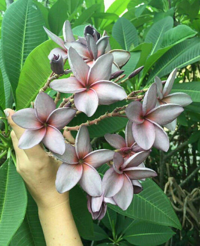 no perennial yes pulmeria flower.jpg