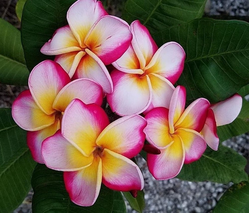 perennial yes yes plumeria kath.jpg