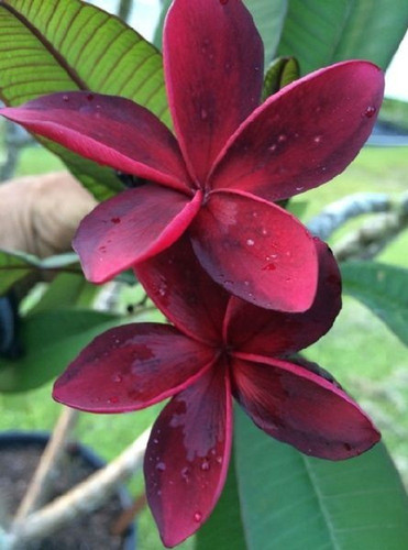 perennial no yes plumeria flower.jpg