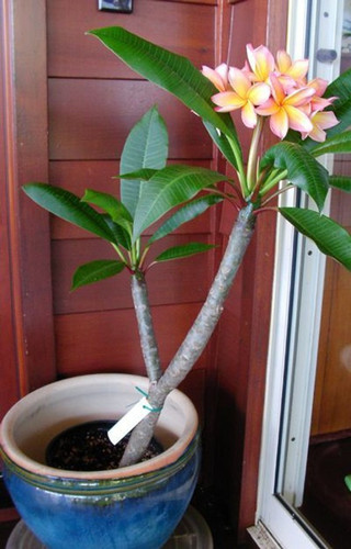 no perennial yes plumeria flower (1).jpg