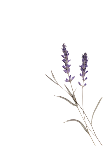 yellowdriedflower 3.png