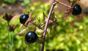 Deadly Nightshade
