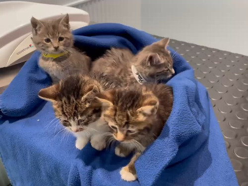 mJnqKR3llv0c1z V.jpg