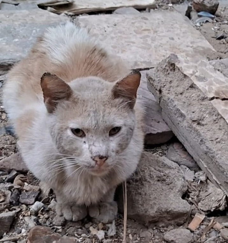 Gs7bTbQXMAAeR V?format=jpg.jpg