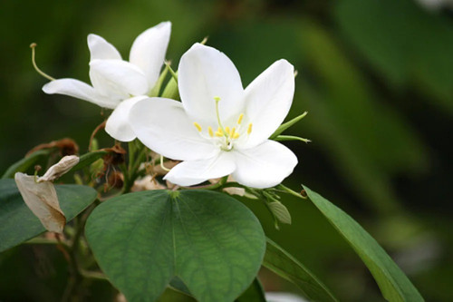online plant bazar kanchan kachn (2).jpg