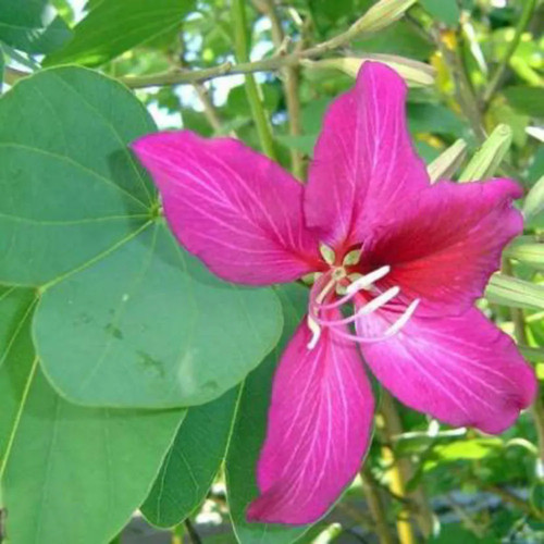 online plant bazar pink kanchan (1).jpg