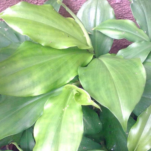 b091zl7pdz 1 plantzoin original.jpg