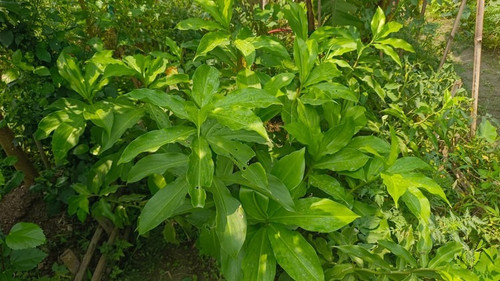 no annual yes insulin plants med.jpg