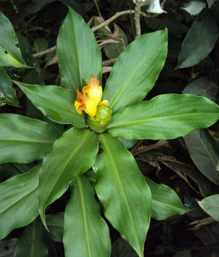 plant insulin 1 plantsguru origi.jpg