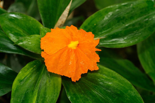 hybrid medicinal costus igneus i.jpg