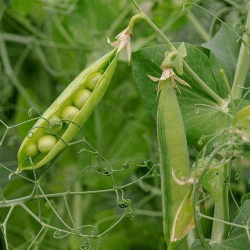 ILN Peas Arkel Seeds.jpg