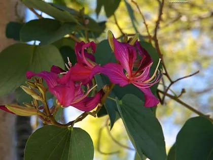 online plant bazar red kanchan f (1).jpg