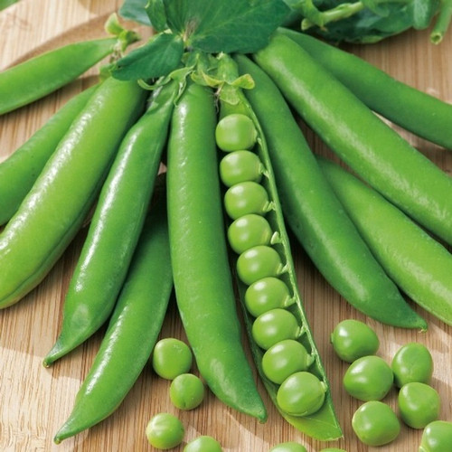 1000 inbring pea sd 195seeds 100.jpg