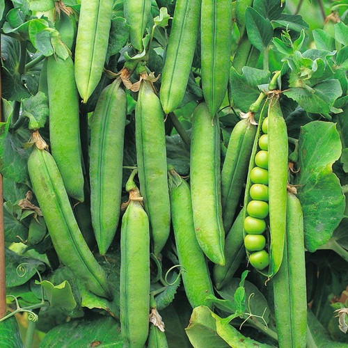 100 pea rondo seeds main crop qu.jpg