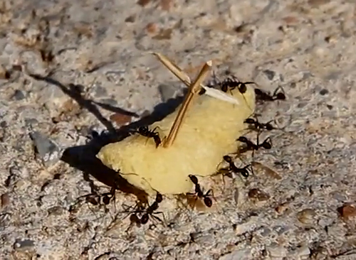 vlcsnap 2025 06 16 11h24m50s723.png