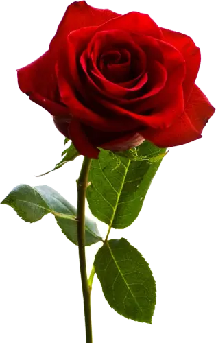 rose.webp