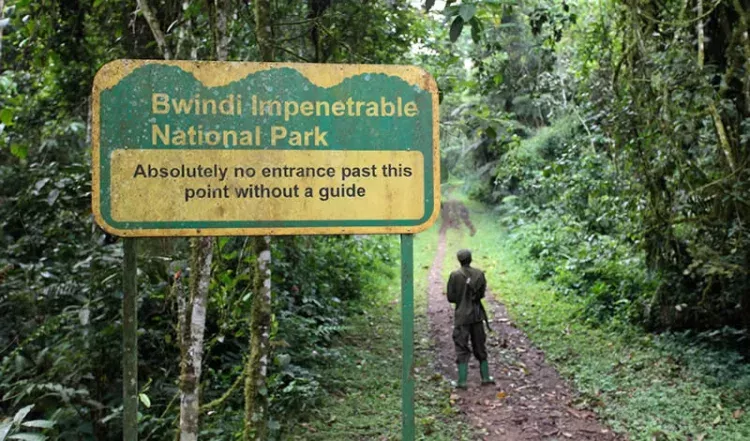 Gorilla Tracking Experience